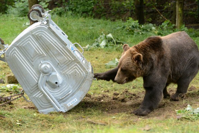 Ilustračný obrázok k článku Medvede sa zobudili zo zimného spánku: Aj v Turci sa ich nájde viac než dosť