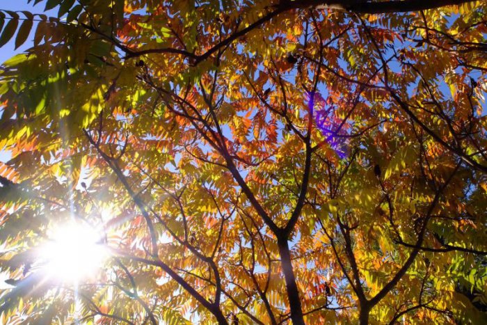 Ilustračný obrázok k článku RANNÁ ŠTVORKA: S Cypriánom si užijeme bezoblačný a slnečný jesenný deň