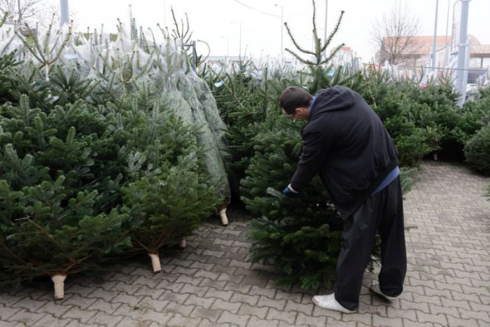 Ilustračný obrázok k článku Lesníci začali s predajom vianočných stromčekov. Kde ich zoženiete?